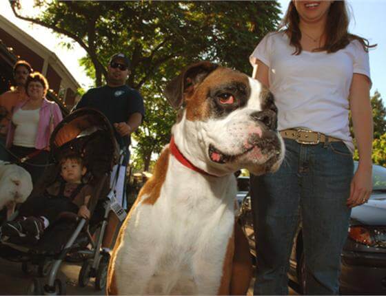 dog at Danville Doggie Night