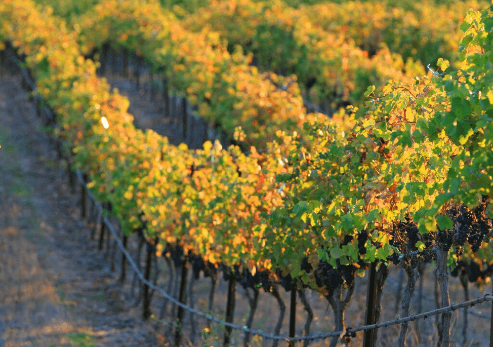 Harvest Season in the Tri-Valley | Livermore Valley Wine Country | Visit Tri-Valley