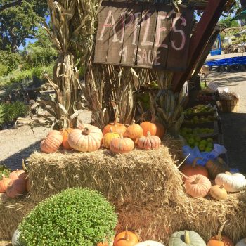 pumpkin display at alden lane nursery in livermore, ca