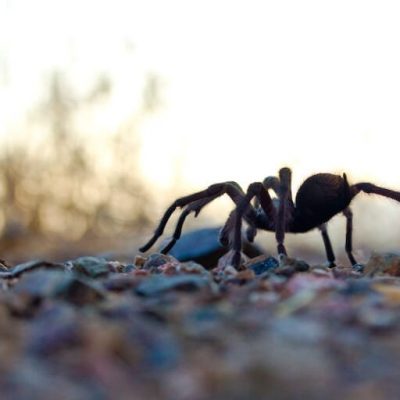 Tarantulas. Photo Ken-ichi Ueda