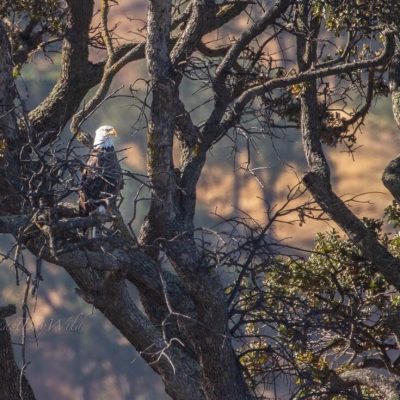 Bald Eagle at Del Valle Regional Park