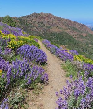 mountdiablo-wildflowers