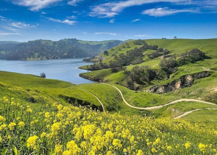 flowers on hillside around lake del valle